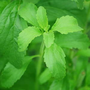 La planta estevia