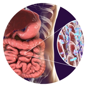 Prebióticos y Microbiota Intestinal: Guía Completa